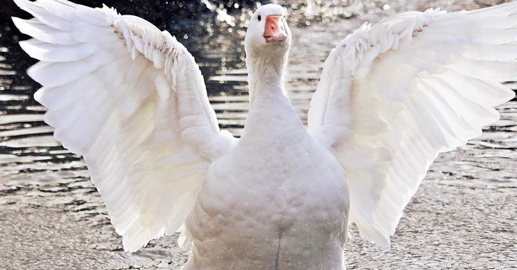 Márton-nap Dunaszeg 2025