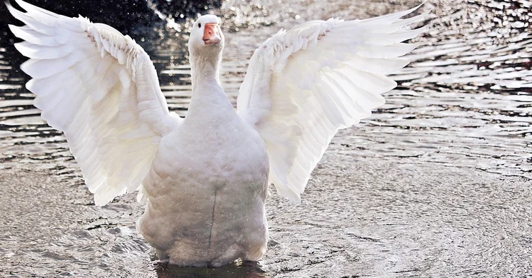 Márton-nap Debrecen 2025