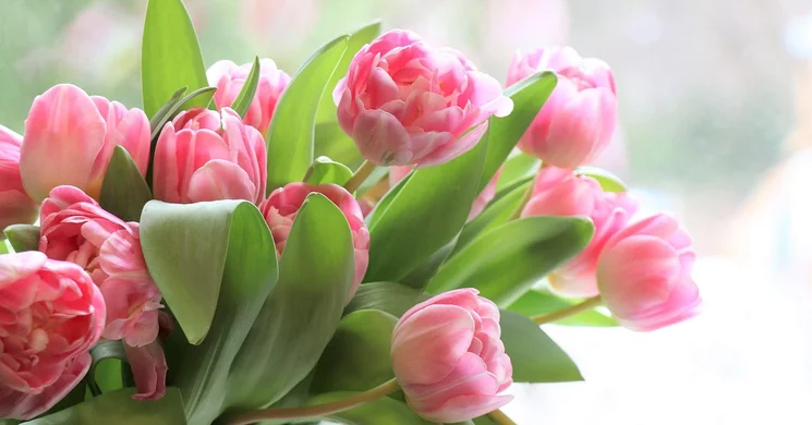 Nőnapi koncertek 2026. Online jegyvásárlás