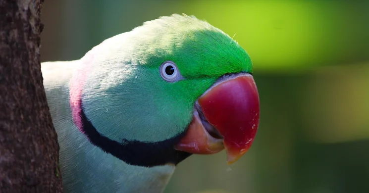 Nemzetközi Díszmadár Kiállítás és Vásár 2025 Budapest. National Bird Show