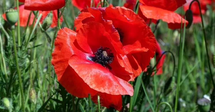 Paksi Tavaszi Fesztivál 2026