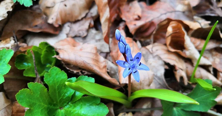 Monostori ártéri tanösvény