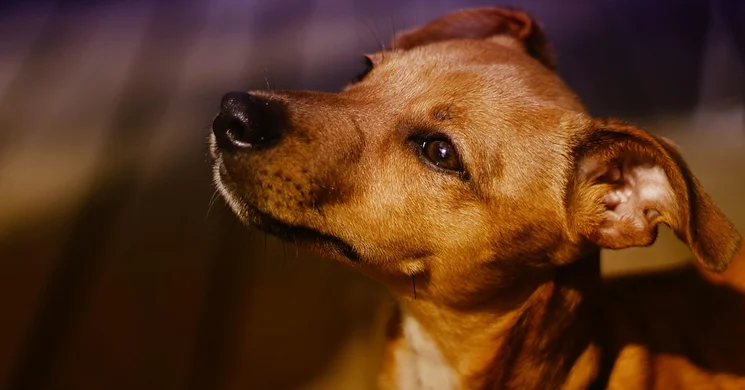 Kutyakiállítás Sárvár 2025