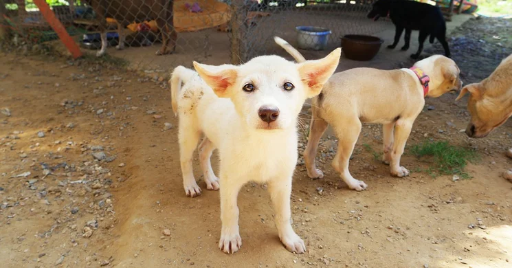 Üröm Gyereknap 2025. Gyermeknap az Ürömi Állatotthonban