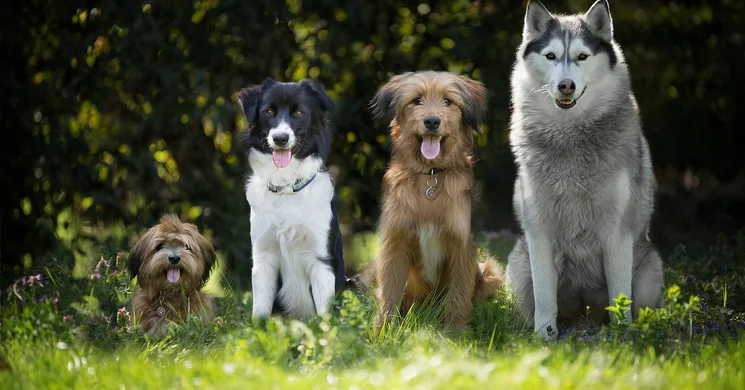 Kutyás programok Komárom 2026