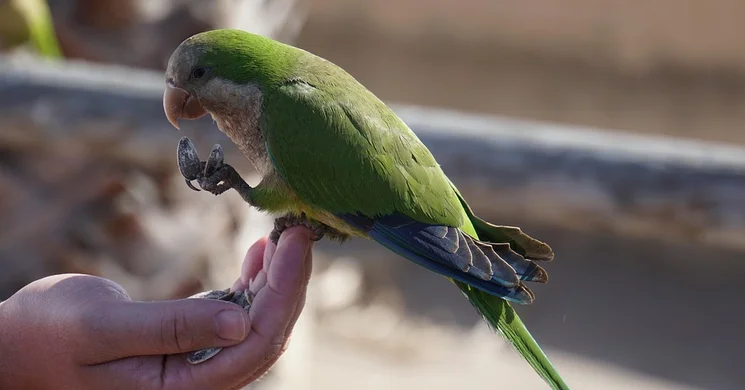 Kisállatbörze Nyíregyháza 2026