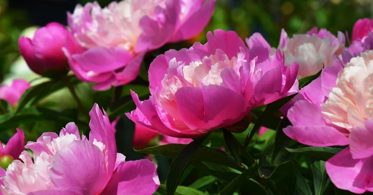 Vasszécsenyi Pünkösd