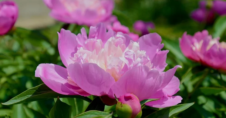 Balatoni pünkösdi programok 2025. Események, rendezvények