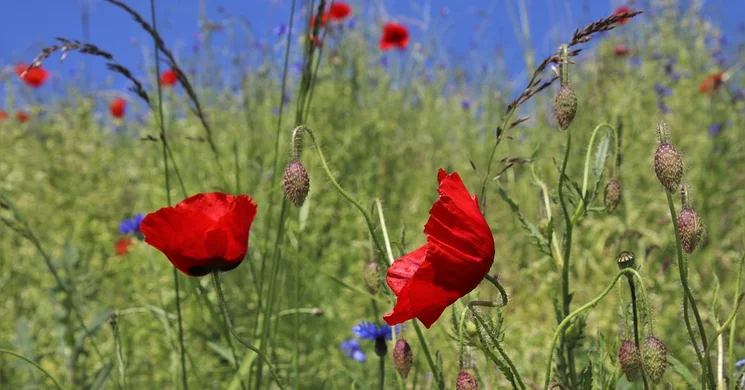 Májusi programok 2026. Események, rendezvények