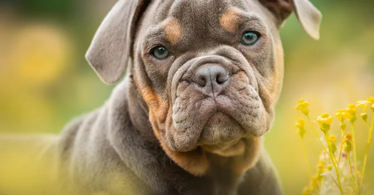 Bulldog Találkozó 2025. Őszi Országos Bulldog Találkozó