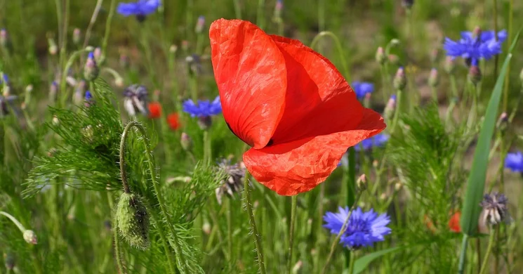 Júniusi fesztiválok 2026