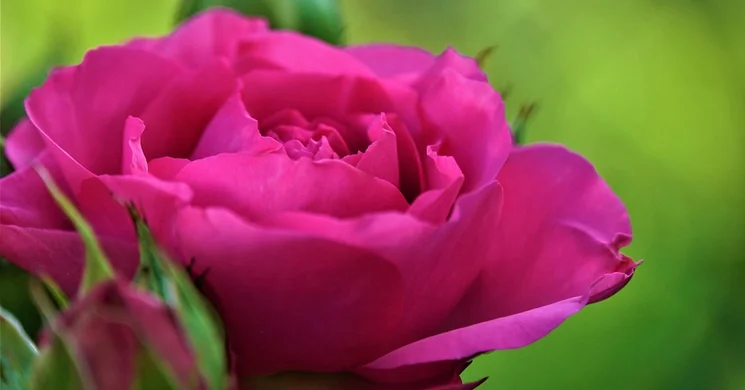 Nőnap Tiszacsege 2026