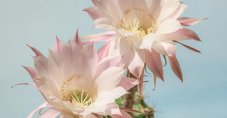 Kaktusz kiállítás 2025. Kaktusz kiállítás és vásár országszerte