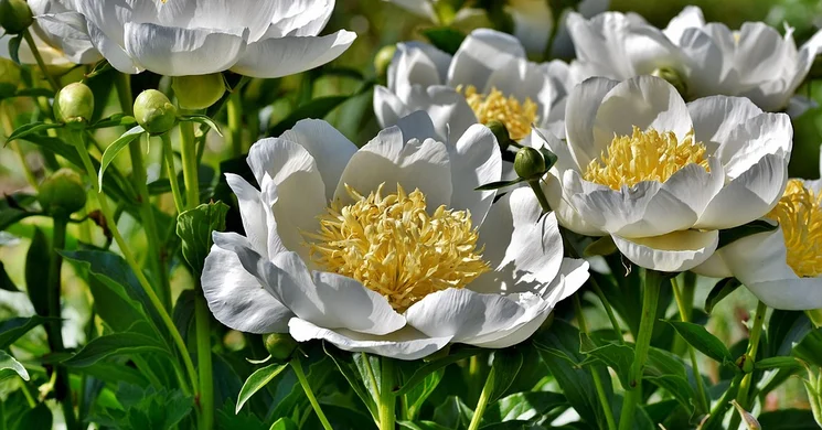 Pünkösdi program Kőszeg