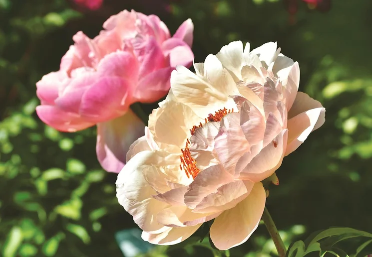 Pünkösd Szeged - Ünnepi programok, események, rendezvények