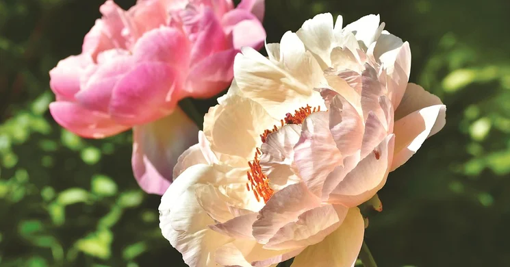 Pünkösdi piac Budapest 2025