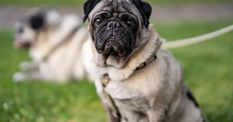 Kutyás Piknik 2025 Budapest. Kutyás piknik és jótékonysági vásár