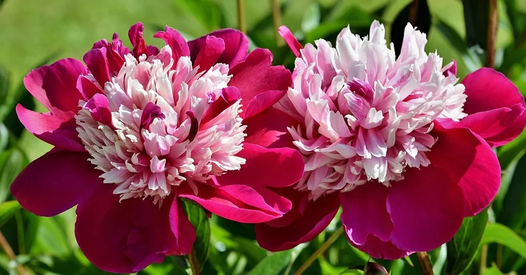 Csömör Pünkösd. Ünnepi programok, események, rendezvények