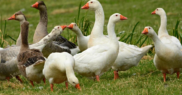 Márton-nap Hódmezővásárhely 2025