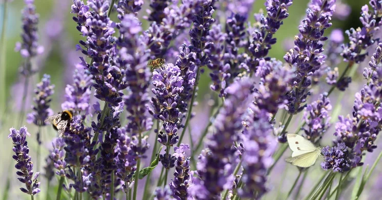 Levendula szedd magad Zalaegerszeg 2025