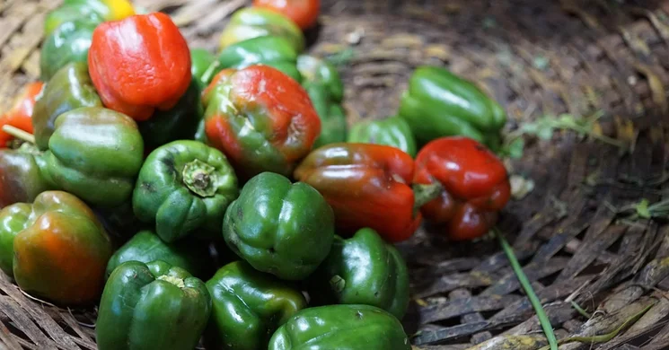 Szorgalmatosi Piac 2025