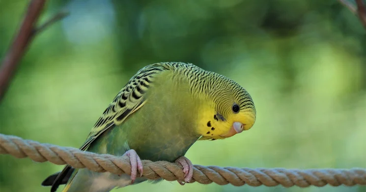 Díszmadár Kiállítás Győr