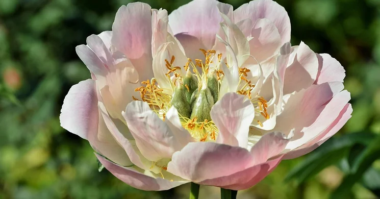 Hartai Pünkösd 2025