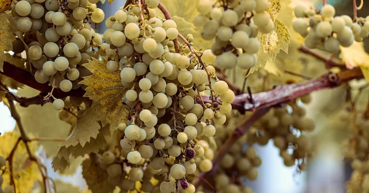 Lenkey Pincészet Mád