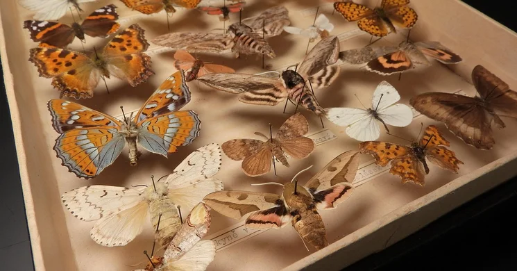 Rovarbörze nemzetközi rovarkiállítás és vásár 2025 Budapest