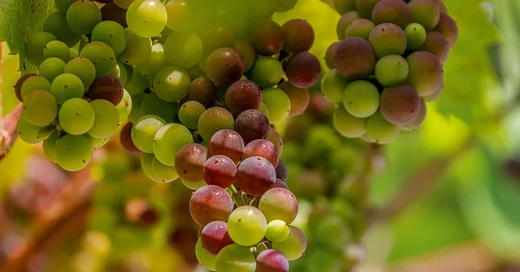 Szüreti Fesztivál Törtel 2025