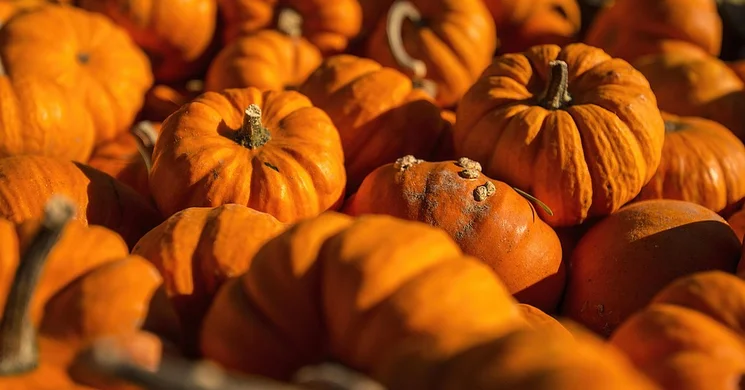 Újpesti tökfaragó 2025 Budapest