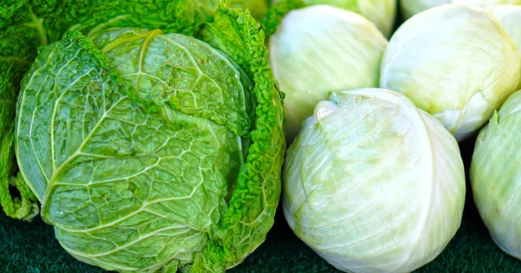 Kabai Káposztás Nap 2025