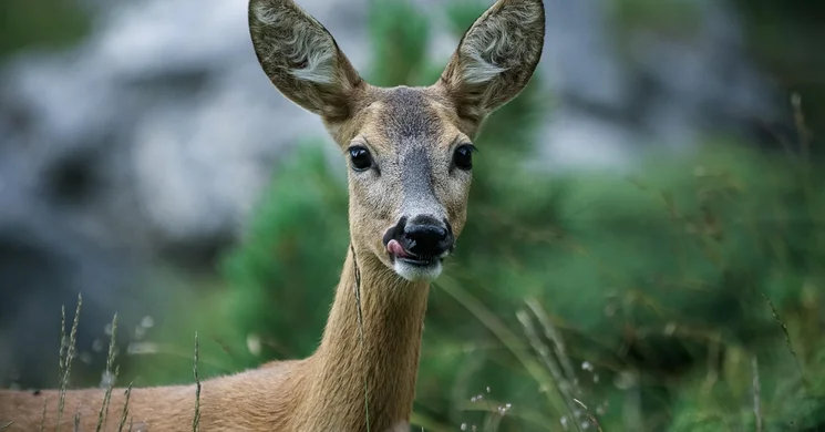 Csongrád - Csanád Vármegyei Vadásznap 2025