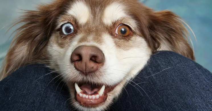 Kutyafesztivál 2026 Budapest. Dogz Fesztivál a Városligetben