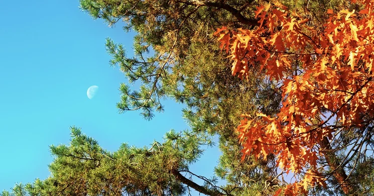 Lombkorona Tanösvény Balatonboglár