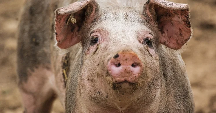 A Falu Disznótora Biatorbágy 2026