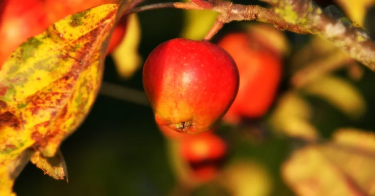 Szent Mihály-napi Betakarító Ünnep 2025 Rezi