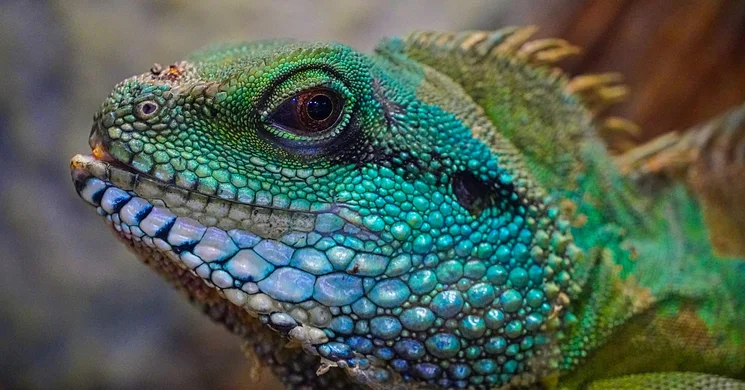 Akvarisztika kiállítások 2025. Programok, események, rendezvények