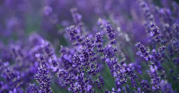 Levendulaszüret Fehérgyarmat 2025