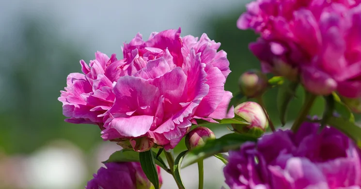 Szemesi Pünkösd 2025 Balatonszemes