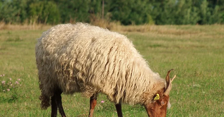 Borókás tanösvény