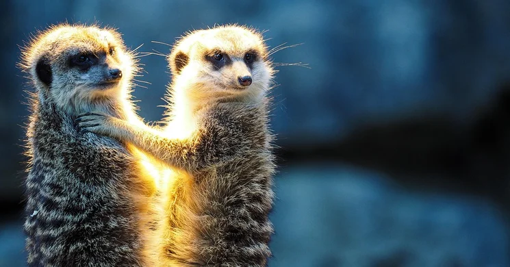 Esti séta az Állatkertben 2025 Debrecen