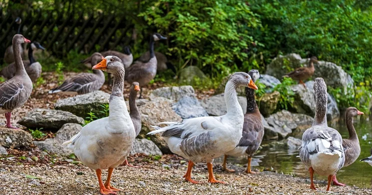 Márton-nap Pest vármegye 2025. Programok, események, rendezvények