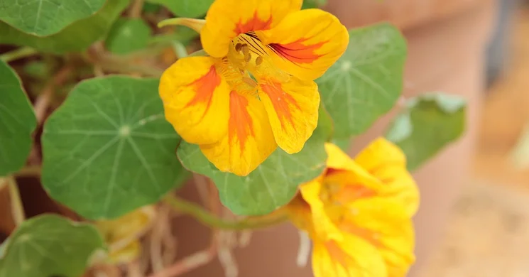 Soroksári Botanikus Kert programok Budapest