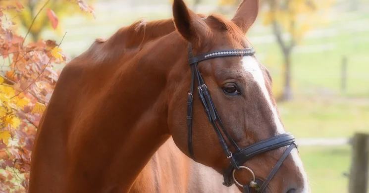 Nemzeti Lovaskultúra Központ programok 2026 - Fesztiválok, események, rendezvények