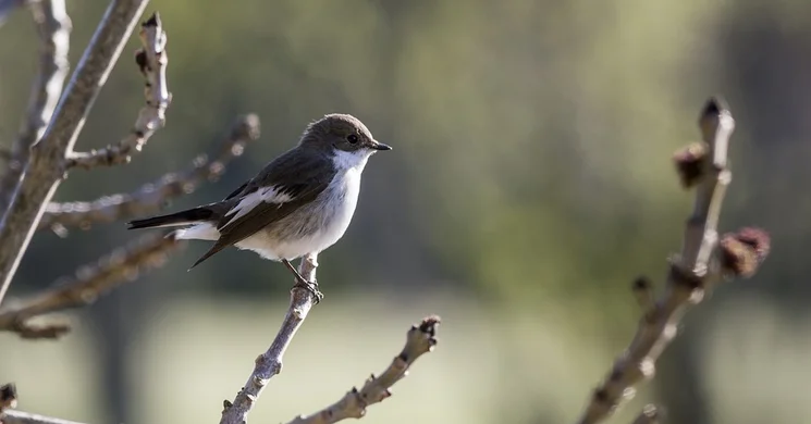 Madarak és Fák Napja 2026