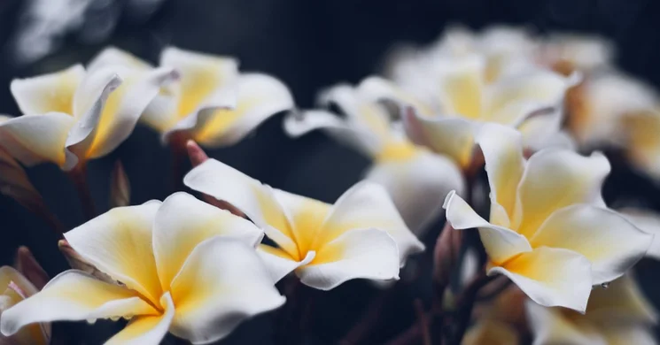 Trópusi növények az ELTE Botanikus Kertjében, Füvészkert látogatás Budapesten