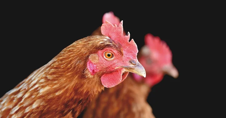 Ságvári Vásár 2026. Országos kirakodó- és kisállatvásár