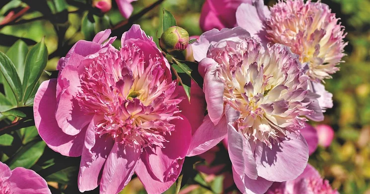 Pünkösd Királyának Szakácsa Főző- és Cukrásza Süteménysütő Verseny