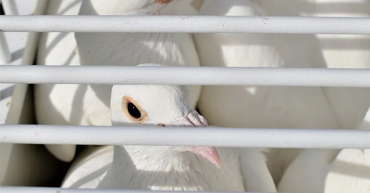 Országos Postagalamb Kiállítás 2026 Lakitelek